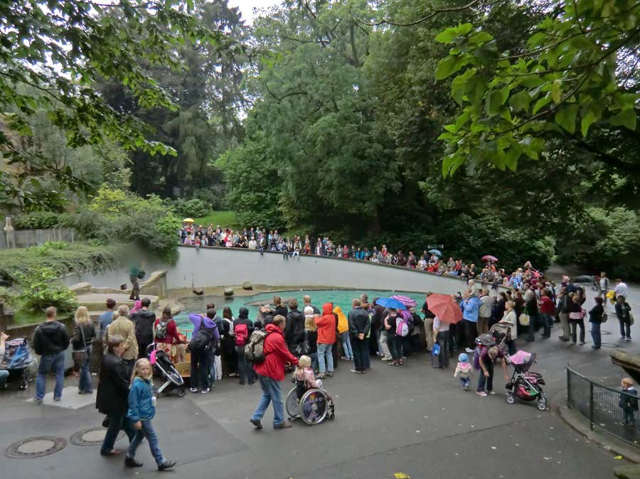 Fütterung der Kalifornischen Seelöwen am 13. August 2011 im Zoologischen Garten Wuppertal