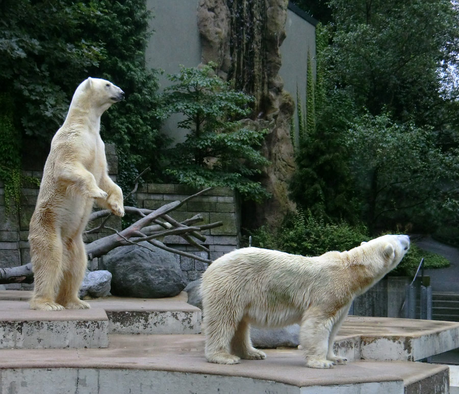 Eisbär Lars und Eisbärin Vilma am 13. August 2011 im Zoo Wuppertal