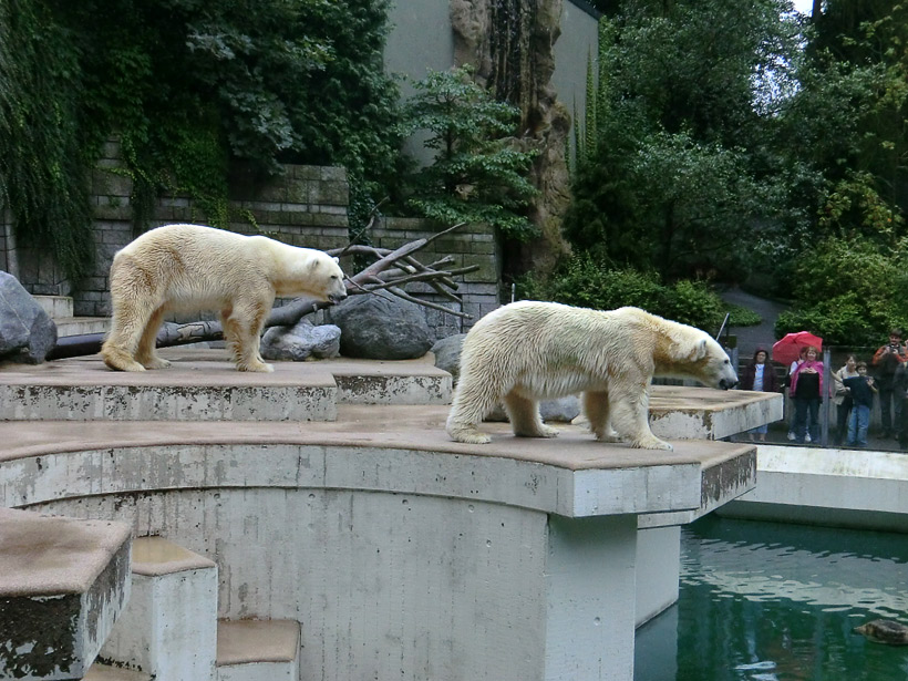 Eisbär Lars und Eisbärin Vilma am 13. August 2011 im Zoologischen Garten Wuppertal