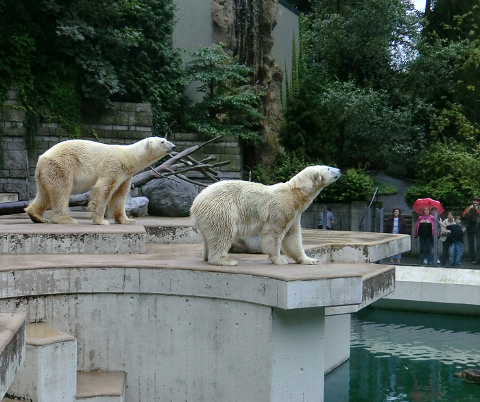 Eisbär Lars und Eisbärin Vilma am 13. August 2011 im Wuppertaler Zoo