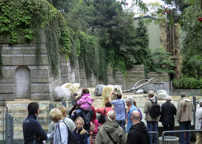 Eisbärin Vilma und Eisbär Lars am 13. August 2011 im Wuppertaler Zoo