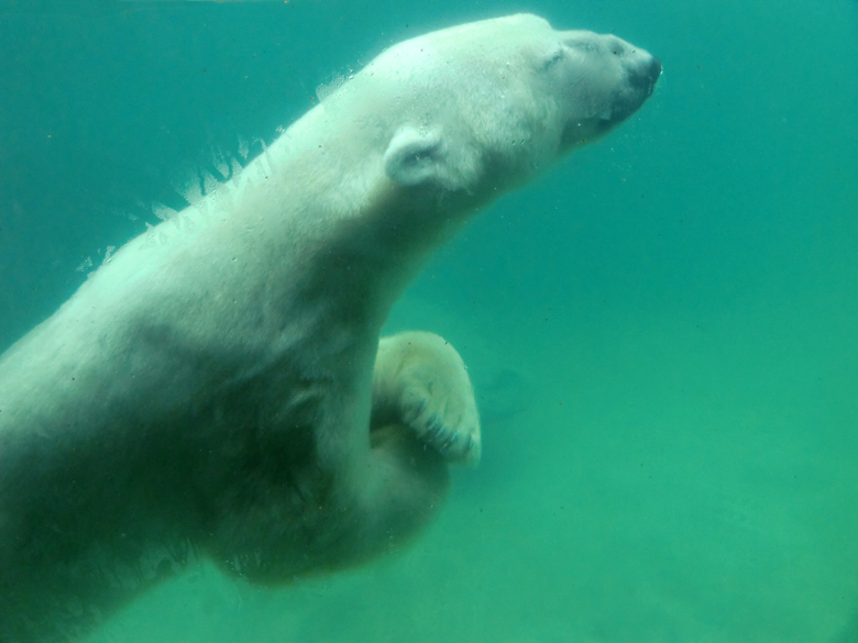 Eisbär Lars unter Wasser am 13. August 2011 im Zoo Wuppertal