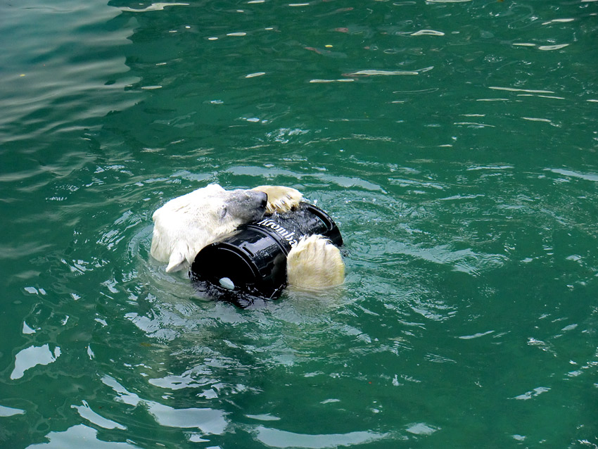 Eisbär Lars mit Bierfass im Wasser am 13. August 2011 im Zoo Wuppertal