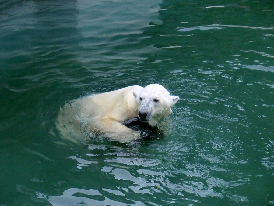 Eisbär Lars mit Bierfass im Wasser am 13. August 2011 im Zoologischen Garten Wuppertal