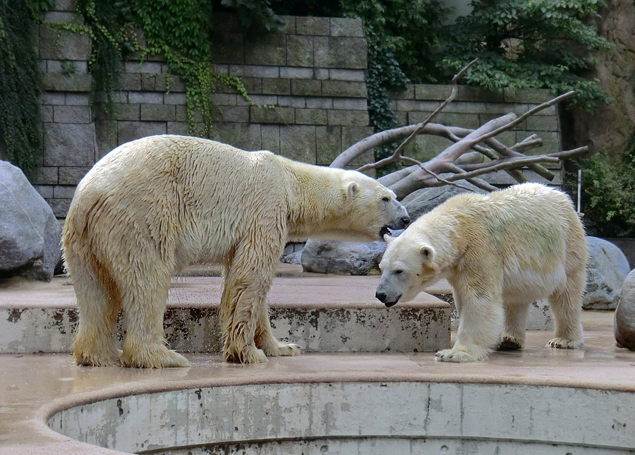 Eisbär Lars und Eisbärin Vilma am 13. August 2011 im Zoo Wuppertal