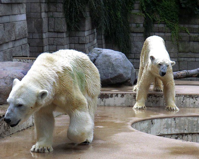 Eisbärin Vilma und Eisbär Lars am 13. August 2011 im Zoologischen Garten Wuppertal