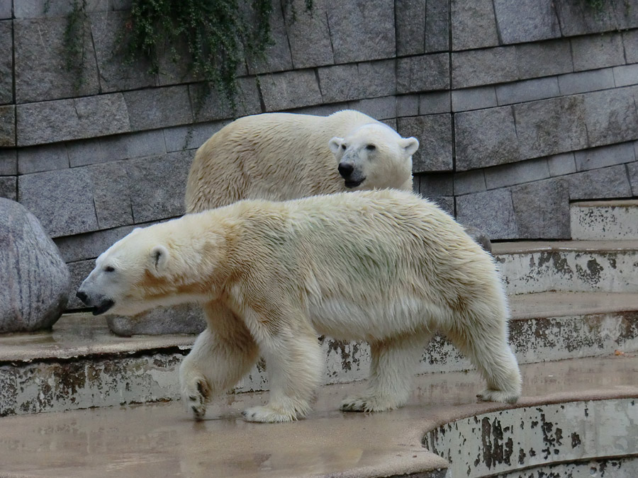 Eisbärin Vilma und Eisbär Lars am 13. August 2011 im Wuppertaler Zoo