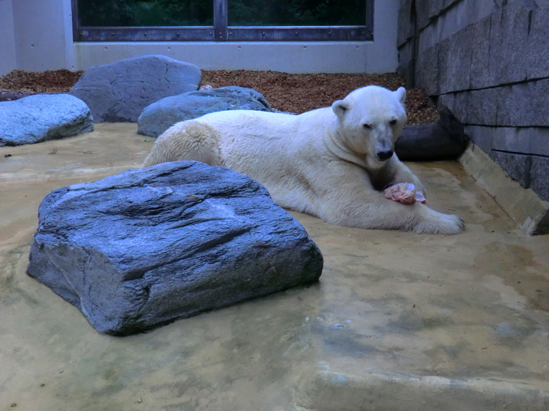 Eisbär Lars bei der Abendfütterung am 28. August 2011 im Zoo Wuppertal