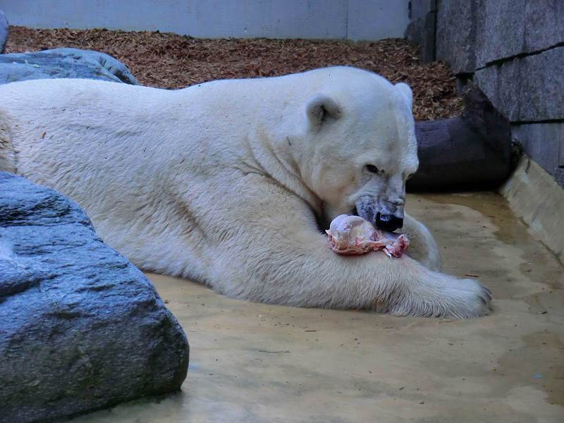 Eisbär Lars bei der Abendfütterung am 28. August 2011 im Zoologischen Garten Wuppertal