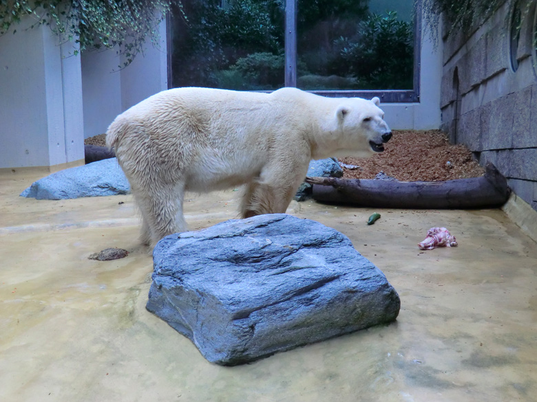 Eisbär Lars bei der Abendfütterung am 28. August 2011 im Wuppertaler Zoo