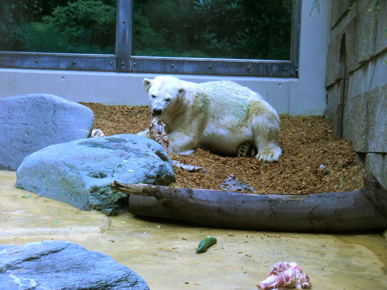 Eisbärin Vilma bei der Abendfütterung am 28. August 2011 im Zoo Wuppertal