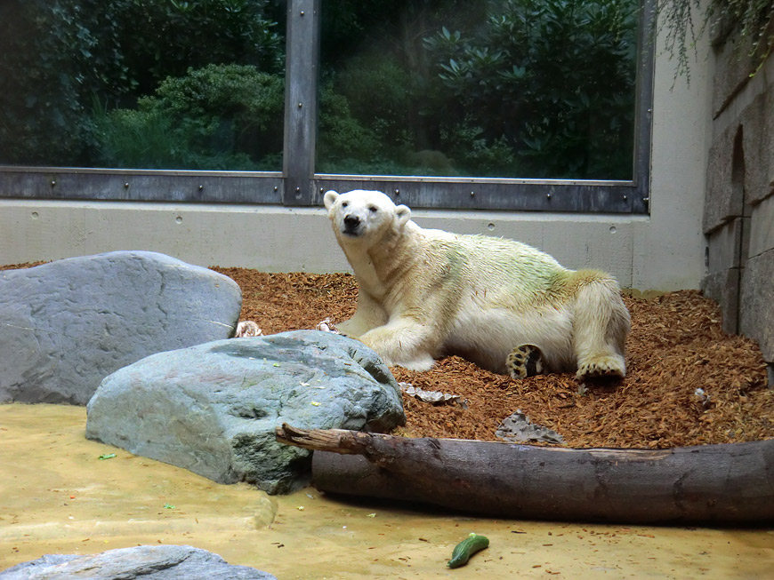 Eisbärin Vilma bei der Abendfütterung am 28. August 2011 im Zoologischen Garten Wuppertal