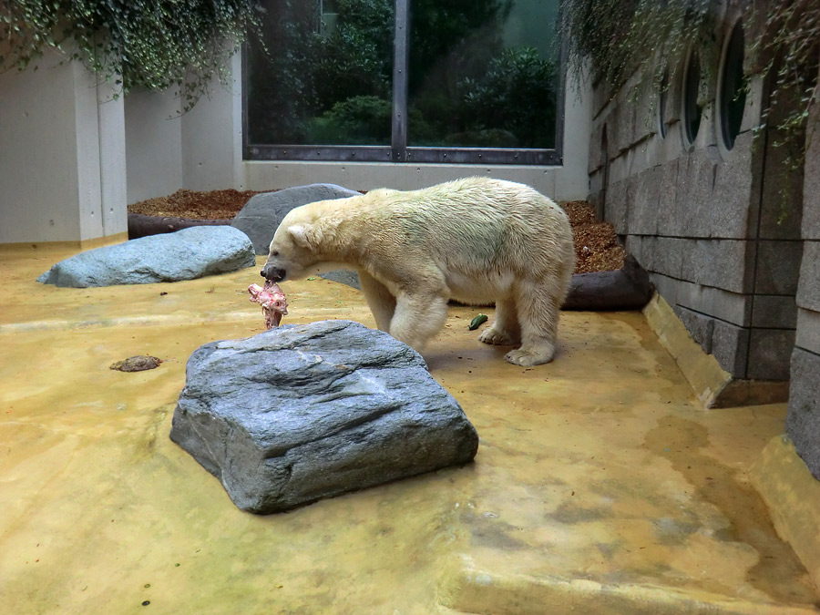 Eisbärin Vilma bei der Abendfütterung am 28. August 2011 im Zoologischen Garten Wuppertal