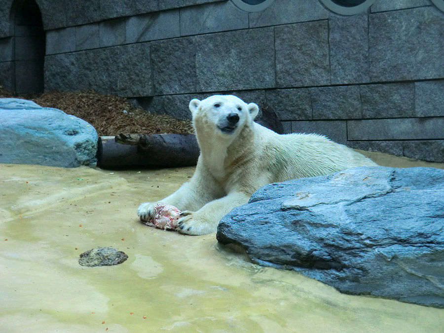 Eisbärin Vilma bei der Abendfütterung am 28. August 2011 im Wuppertaler Zoo