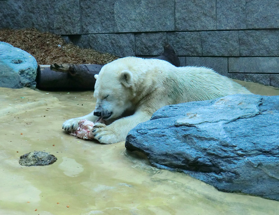 Eisbärin Vilma bei der Abendfütterung am 28. August 2011 im Zoo Wuppertal