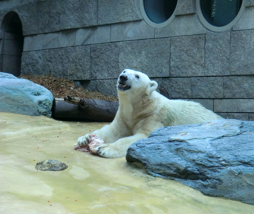 Eisbärin Vilma bei der Abendfütterung am 28. August 2011 im Zoologischen Garten Wuppertal