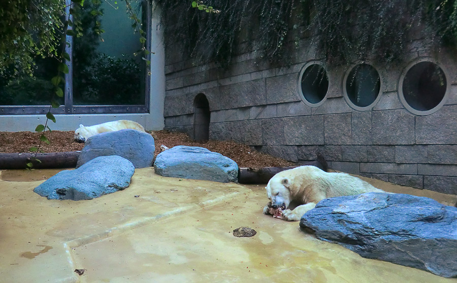 Eisbär Lars und Eisbärin Vilma bei der Abendfütterung am 28. August 2011 im Wuppertaler Zoo