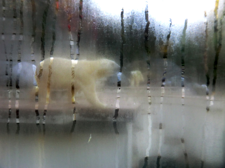 Eisbär Lars und Eisbärin Vilma hinter einer beschlagenen Scheibe am 2. Oktober 2011 im Zoo Wuppertal