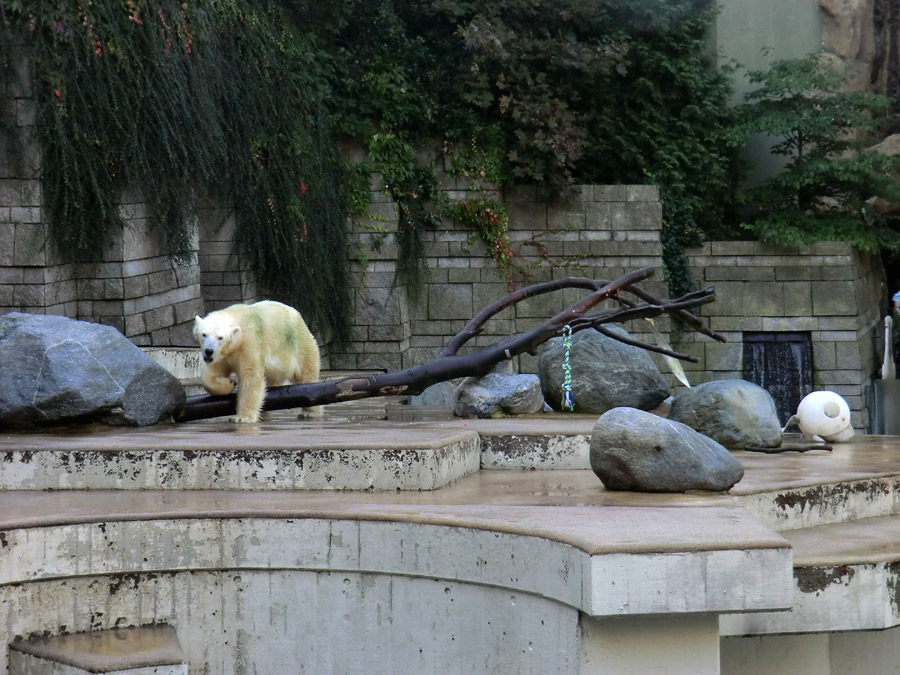 Eisbärin Vilma am 2. Oktober 2011 auf der großen Freianlage für Eisbären im Wuppertaler Zoo