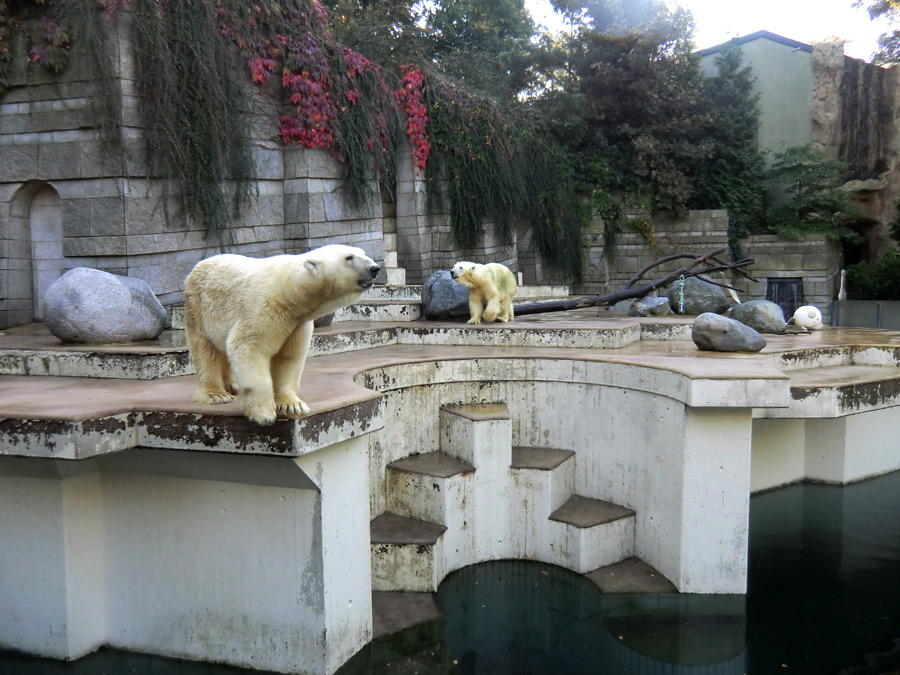 Eisbär Lars und Eisbärin Vilma am 2. Oktober 2011 auf der großen Eisbärenanlage im Zoo Wuppertal