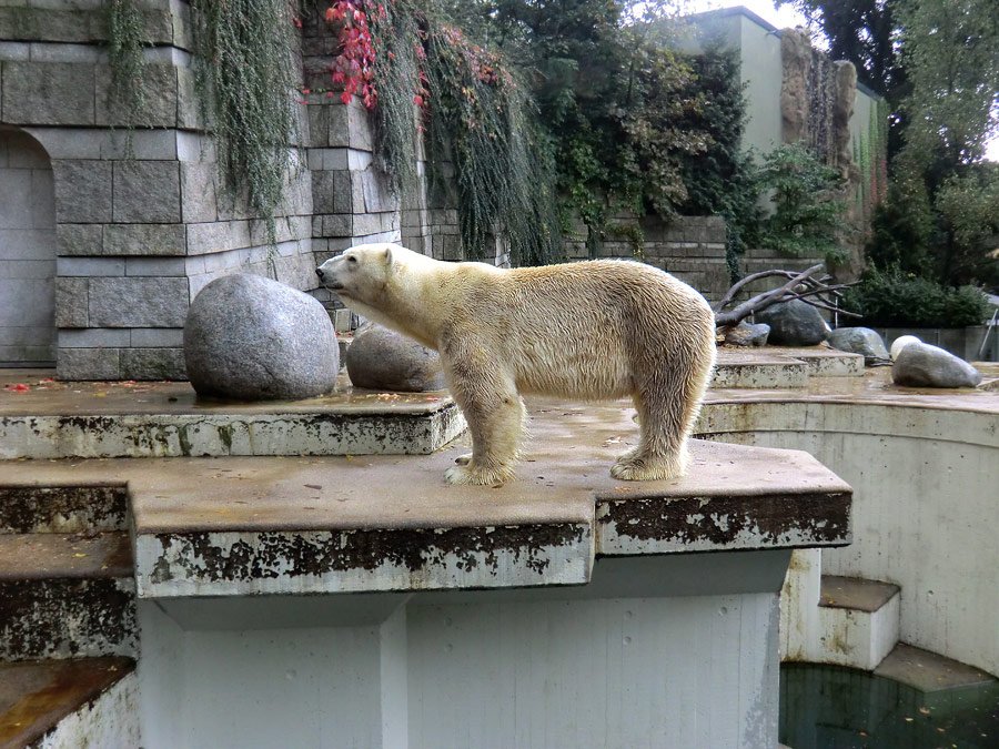 Eisbär Lars am 8. Oktober 2011 im Zoo Wuppertal