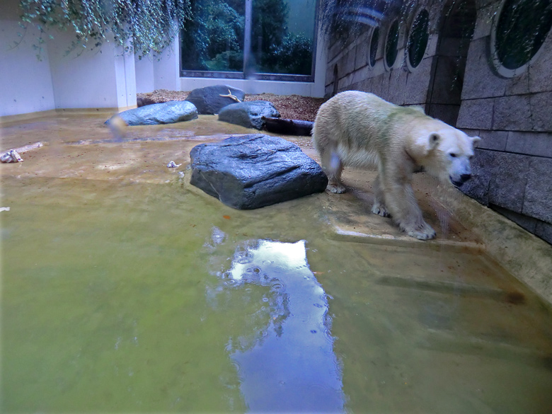 Eisbärin Vilma am 8. Oktober 2011 auf der kleinen Eisbärenanlage im Wuppertaler Zoo