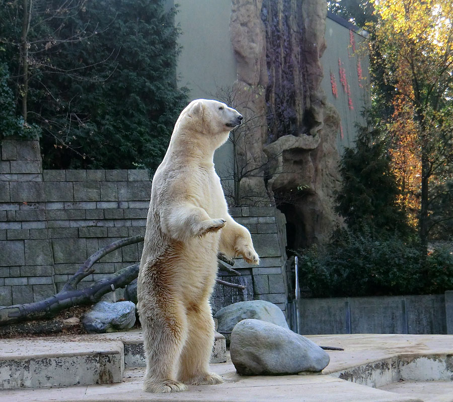 Eisbär Lars am 6. November 2011 im Zoologischen Garten Wuppertal