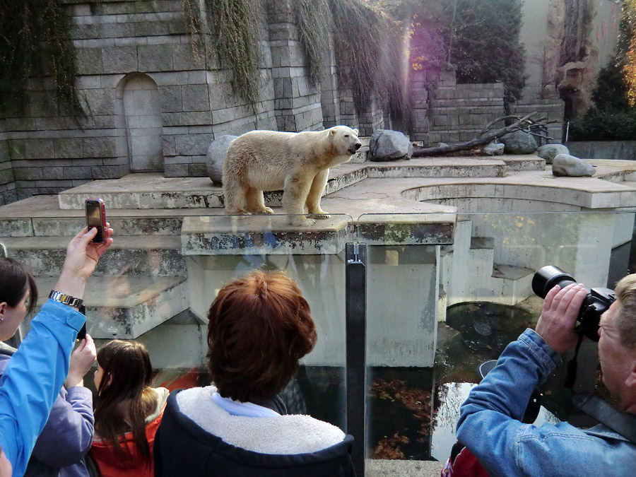 Eisbär LARS am 6. November 2011 im Zoo Wuppertal