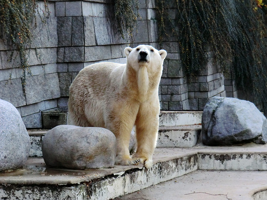 Eisbär Lars am 6. November 2011 im Zoologischen Garten Wuppertal