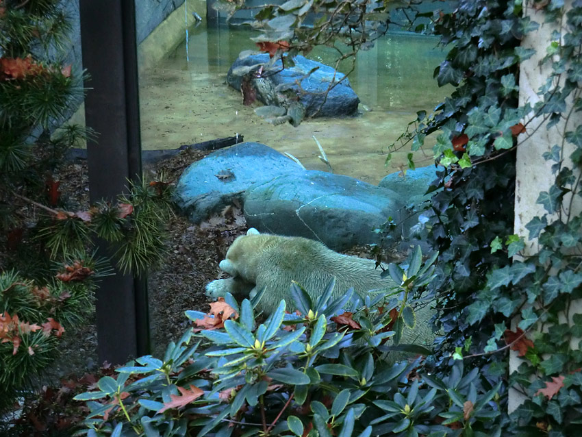 Eisbärin VILMA am 6. November 2011 im Zoo Wuppertal