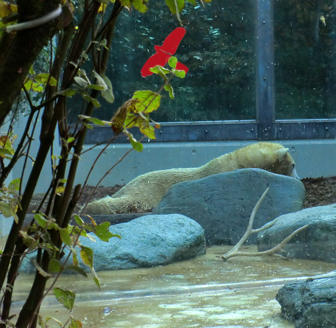 Eisbärin VILMA am 6. November 2011 im Zoo Wuppertal