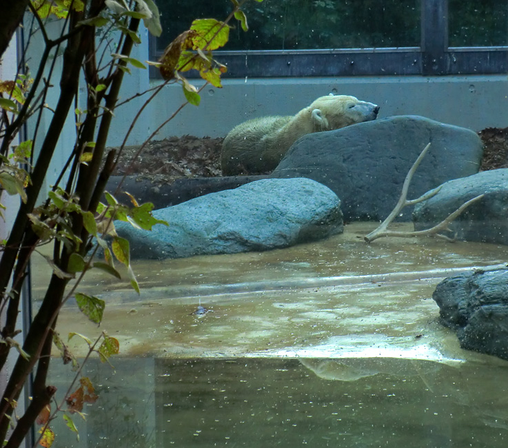 Eisbärin VILMA am 6. November 2011 im Wuppertaler Zoo