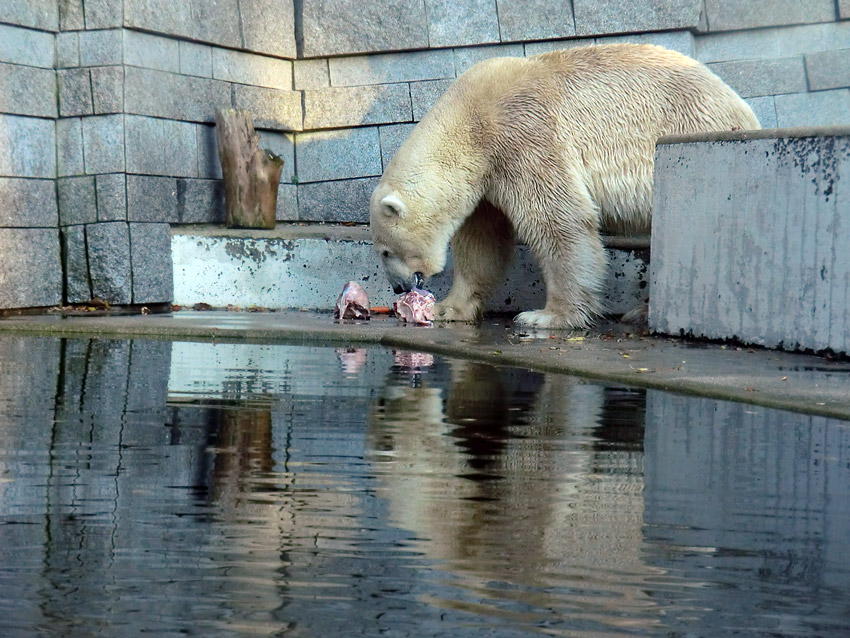 Eisbär LARS am 11. November 2011 im Zoo Wuppertal