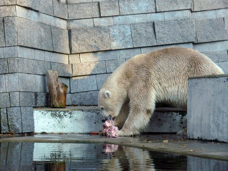 Eisbär LARS am 11. November 2011 im Wuppertaler Zoo