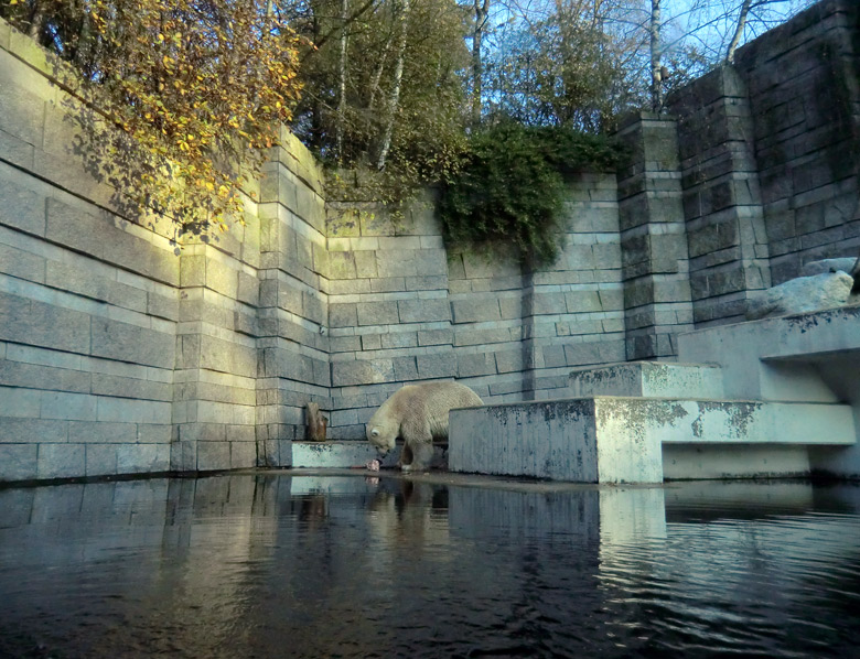 Eisbär LARS am 11. November 2011 im Zoo Wuppertal