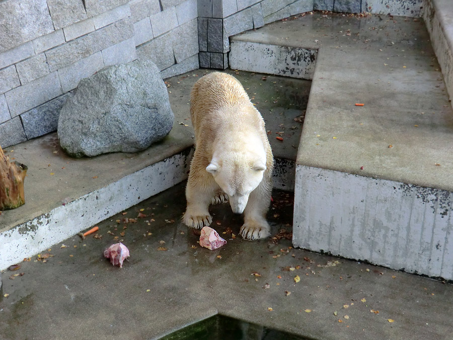 Eisbär Lars am 11. November 2011 im Zoologischen Garten Wuppertal