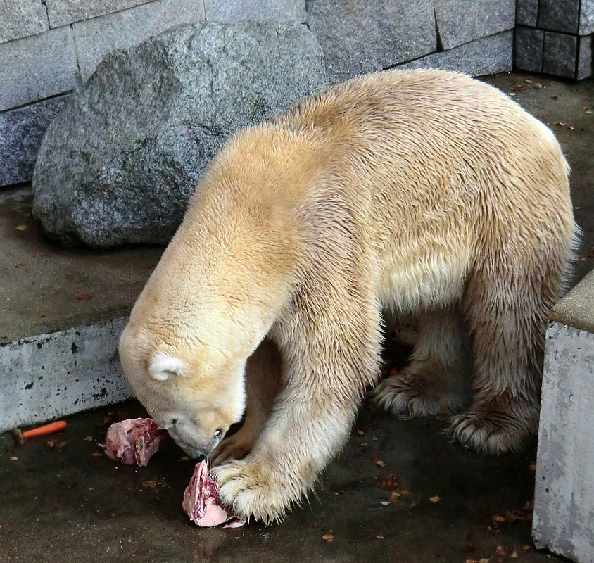 Eisbär LARS am 11. November 2011 im Wuppertaler Zoo