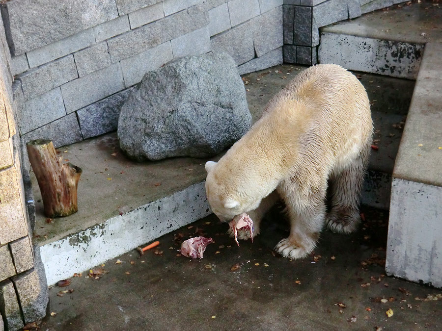 Eisbär LARS am 11. November 2011 im Zoo Wuppertal