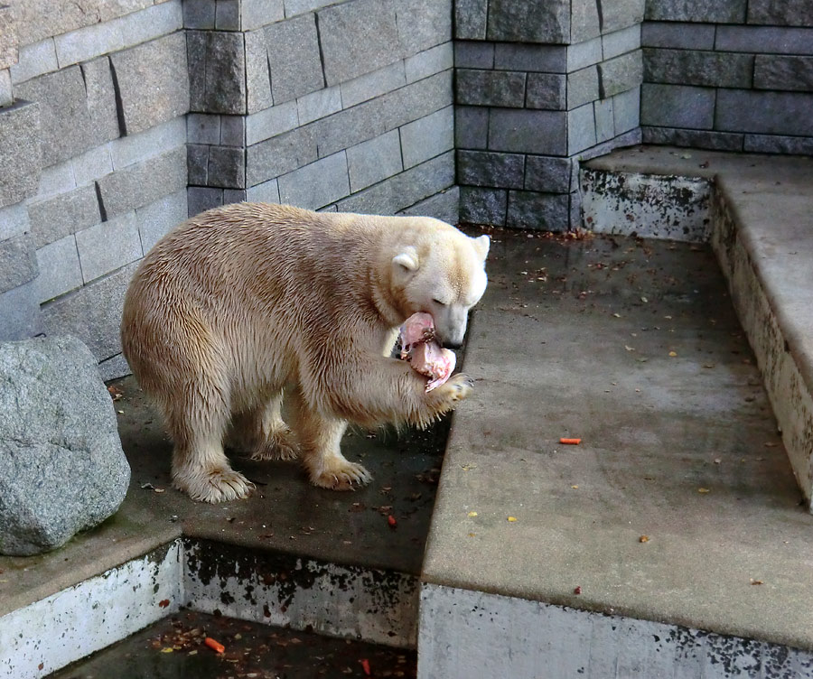 Eisbär LARS am 11. November 2011 im Zoo Wuppertal