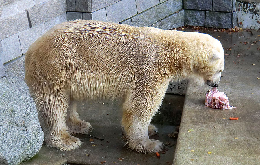 Eisbär Lars am 11. November 2011 im Zoologischen Garten Wuppertal