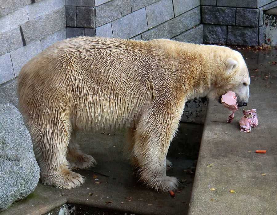 Eisbär LARS am 11. November 2011 im Zoo Wuppertal