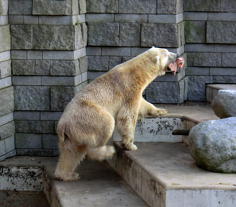 Eisbär Lars am 11. November 2011 im Zoologischen Garten Wuppertal