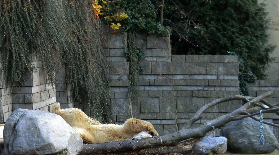 Eisbär LARS am 11. November 2011 im Zoo Wuppertal