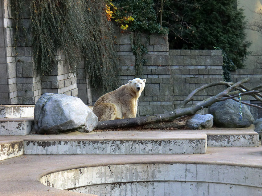 Eisbär LARS am 11. November 2011 im Wuppertaler Zoo