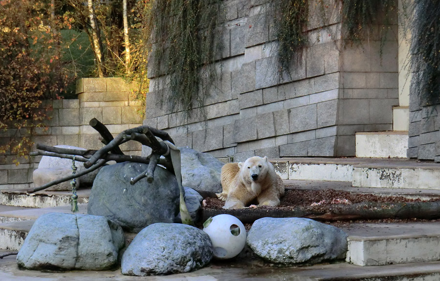 Eisbär Lars am 11. November 2011 im Zoologischen Garten Wuppertal