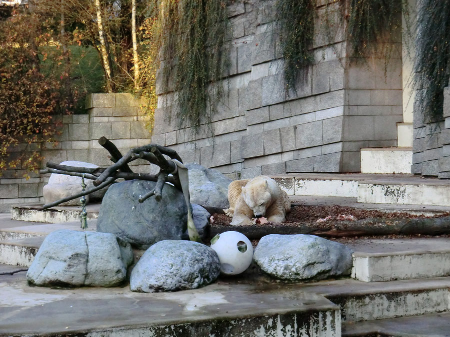 Eisbär LARS am 11. November 2011 im Wuppertaler Zoo