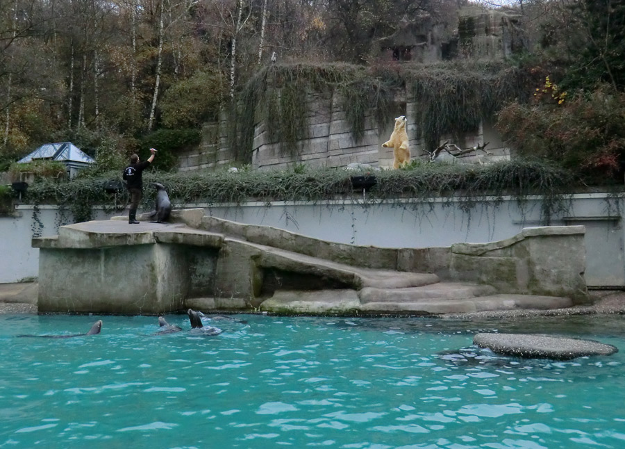 Eisbär Lars am 18. November 2011 im Zoologischen Garten Wuppertal