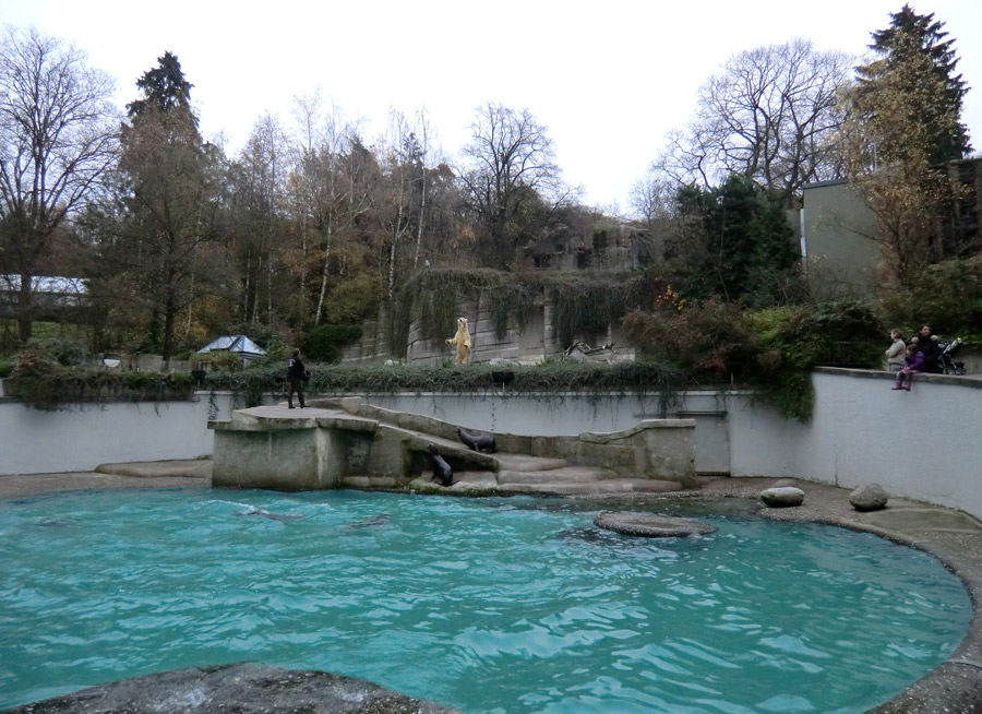 Eisbär LARS am 18. November 2011 im Wuppertaler Zoo