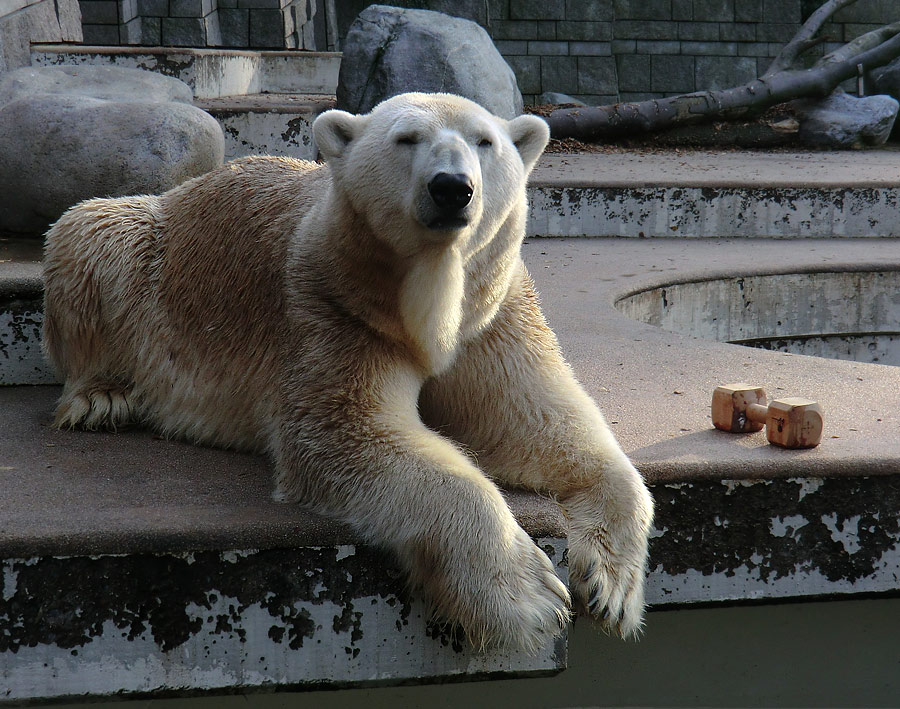 Eisbär Lars am 19. November 2011 im Zoologischen Garten Wuppertal