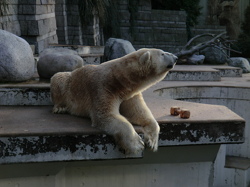 Eisbär LARS am 19. November 2011 im Wuppertaler Zoo